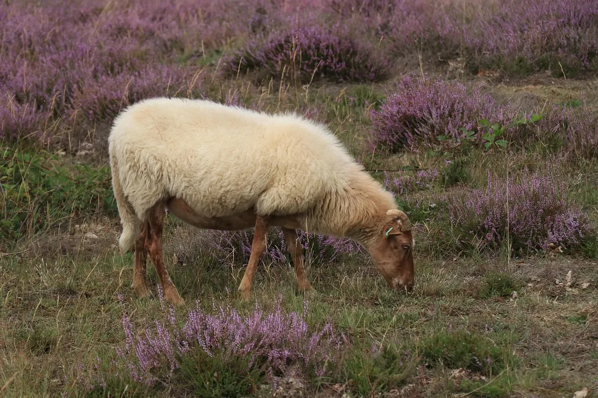 Grazing, Burning, and Cutting: How Traditional Moorland Management Works