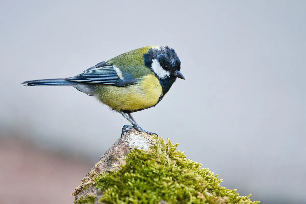 How to Identify Common Moorland Birds by Sight and Sound: A Beginner's Guide